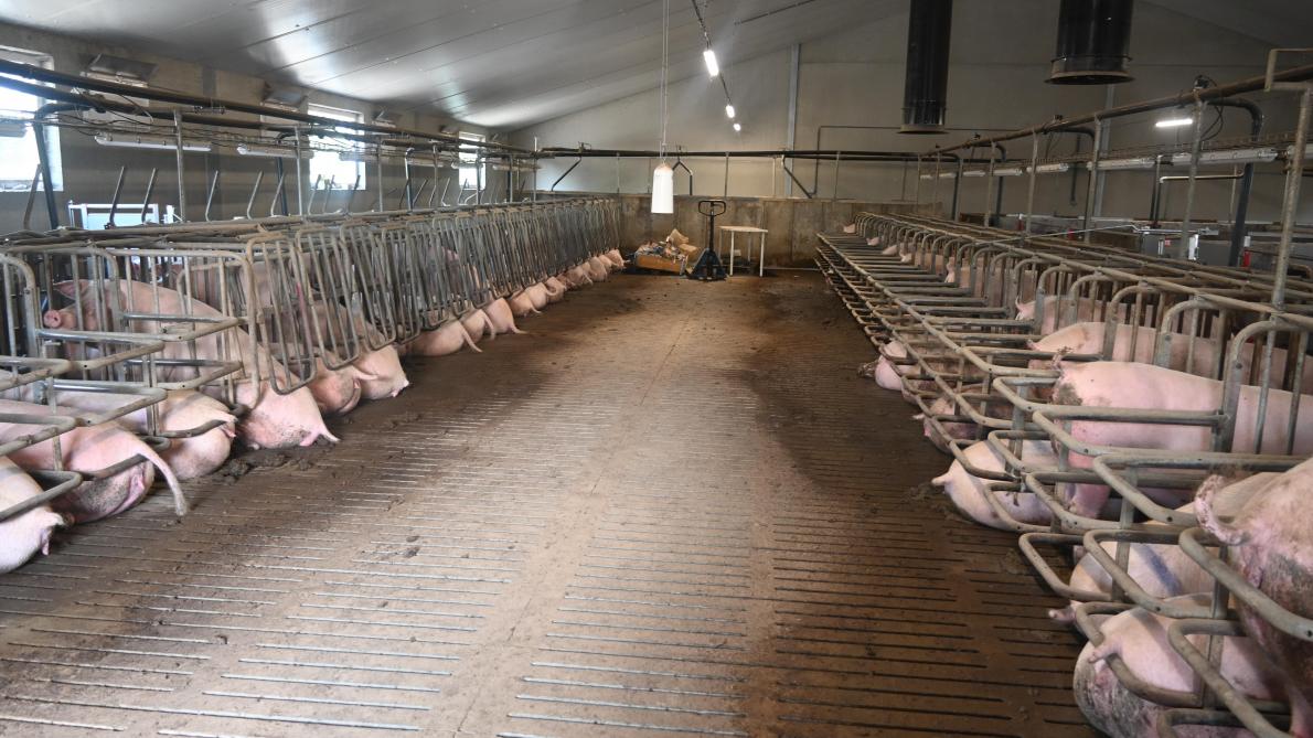 Indien het in de toekomst nodig zou zijn, kan de brede gang in de dekafdeling voor 2,5 m² per zeug zorgen.