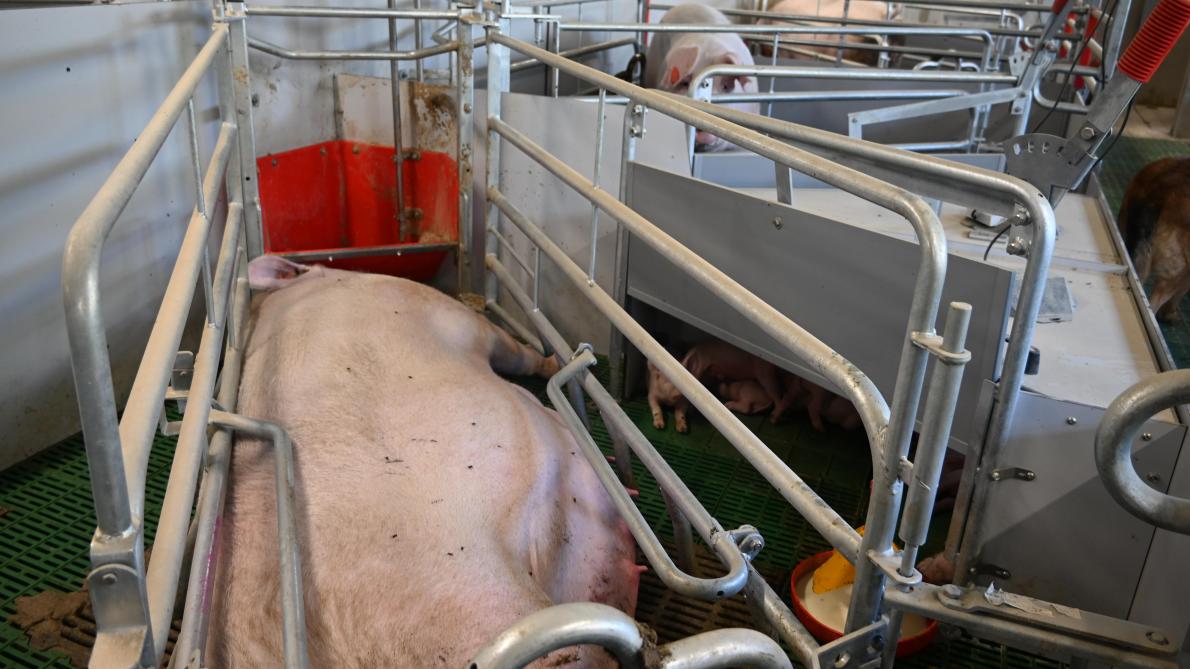 De kraamboxen zijn modulair en kunnen opengezet worden om de zeug meer vrije ruimte te geven.