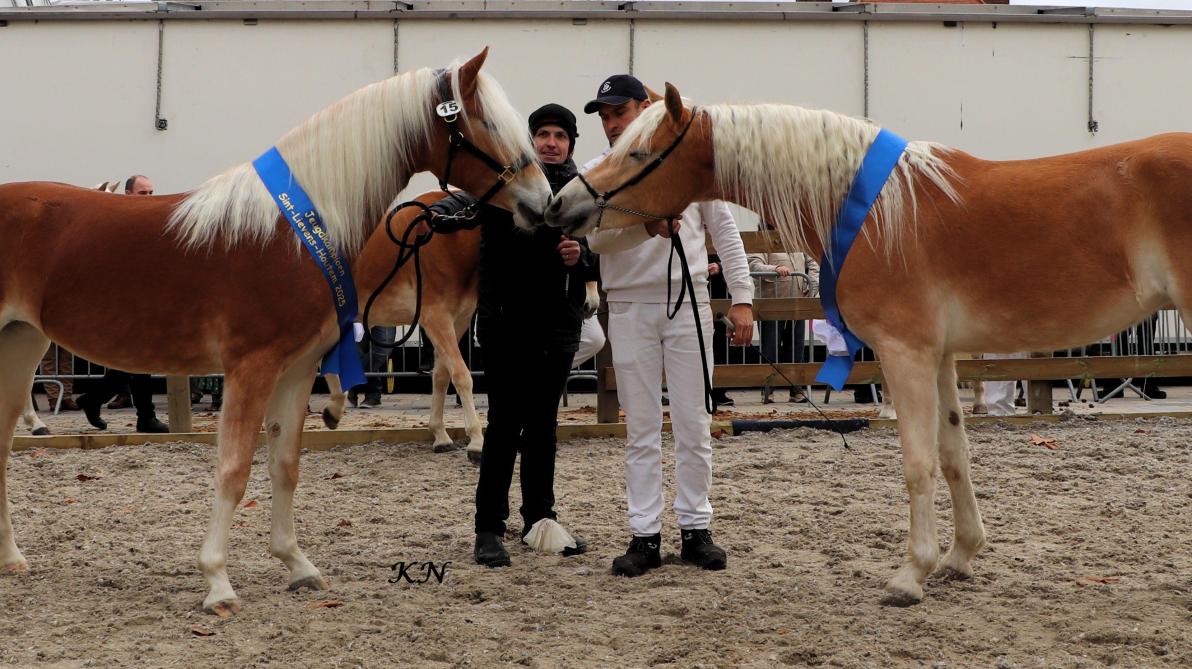 Jeugdkampioen 2025 werd Miley van Beauvoorde (Liz Wales) van eigenaar Tony Van De Casteele. Héloïse van het Kesterveldhof (Liz Amanto) van eigenaar Jorge De Tobel werd reservejeugdkampioen.