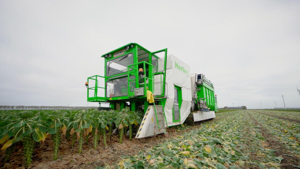 De eerste ontwikkelingen van de automatische spruitenoogstmachine.