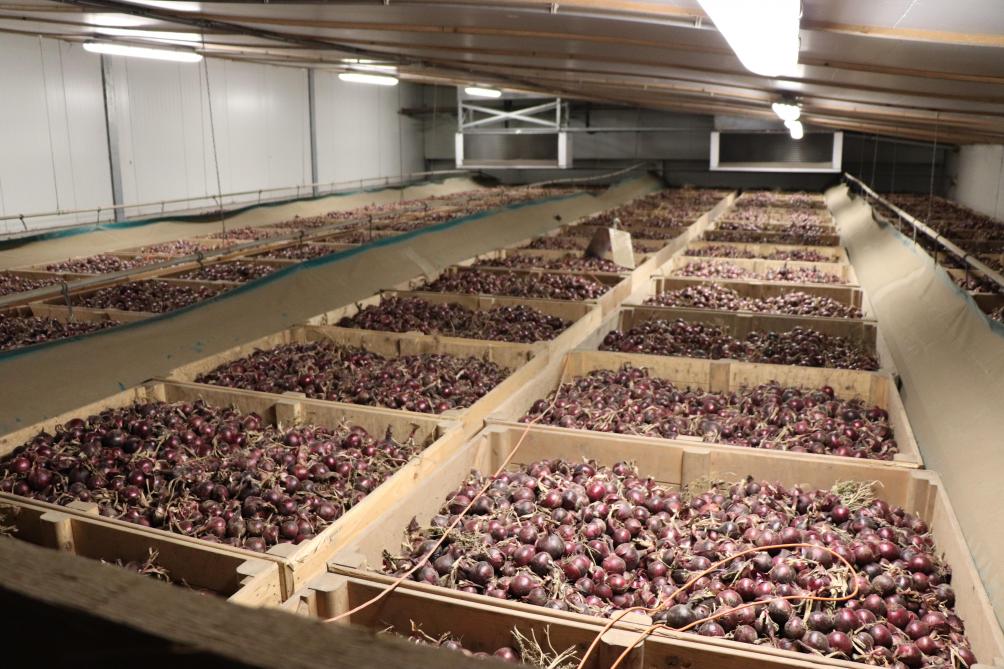 Henry gaat de uien opnieuw ploegen om onkruiddruk te beperken en om een hogere opbrengst te realiseren.