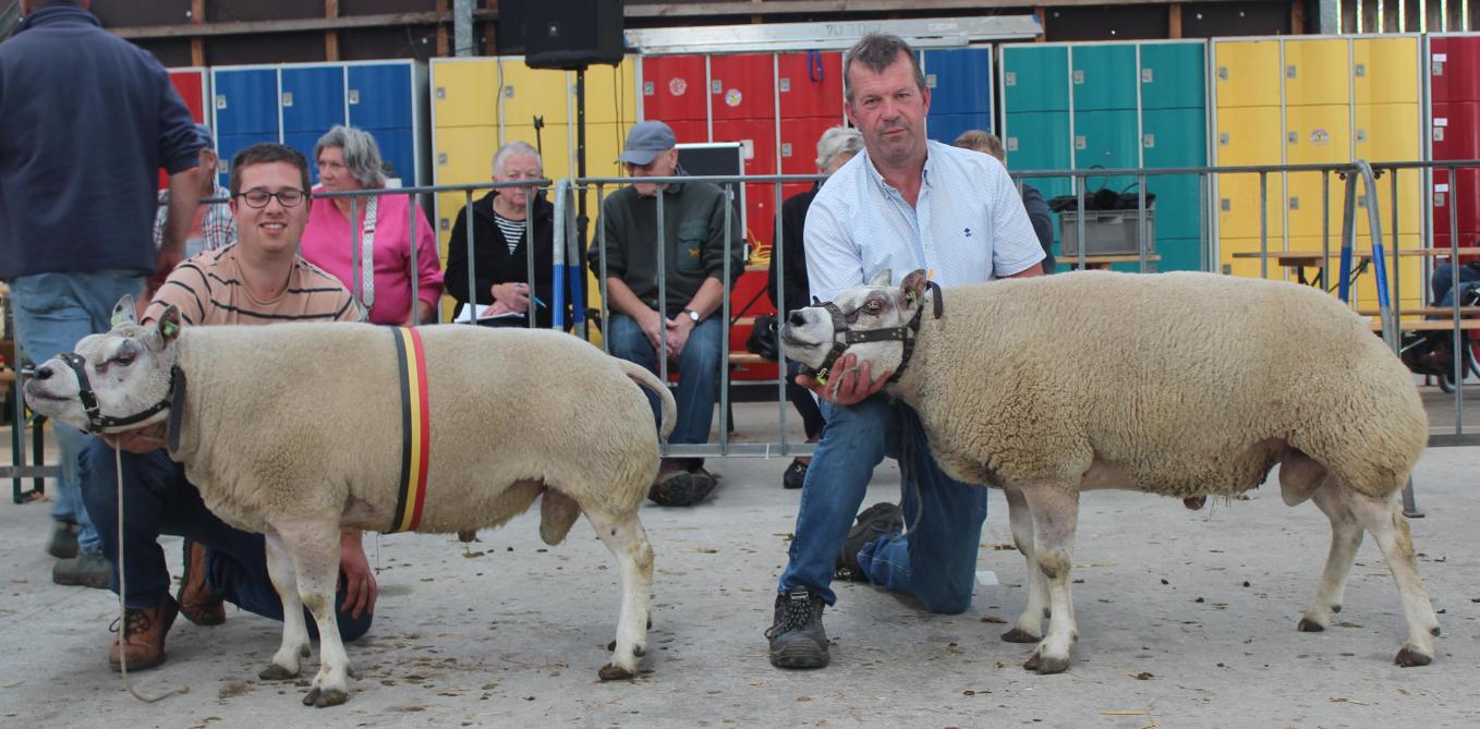 Kampioen oude rammen 03610-30741 van co-eigenaars Lardennois en Werbrouck. Ram 8511-1047 van eigenaar Werbrouck werd verdiend reservekampioen.