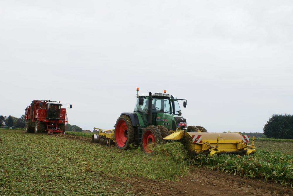 Een vroege uitzaai en een gunstig seizoen zorgden voor uitzonderlijk hoge opbrengsten in 2025.