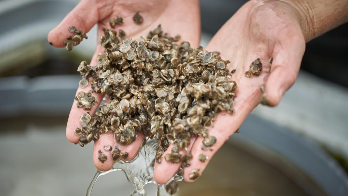 Klein oesterzaad, zo’n 6 maanden oud, dat wordt opgekweekt in manden die aan lange lijnen op het wateroppervlak hangen.