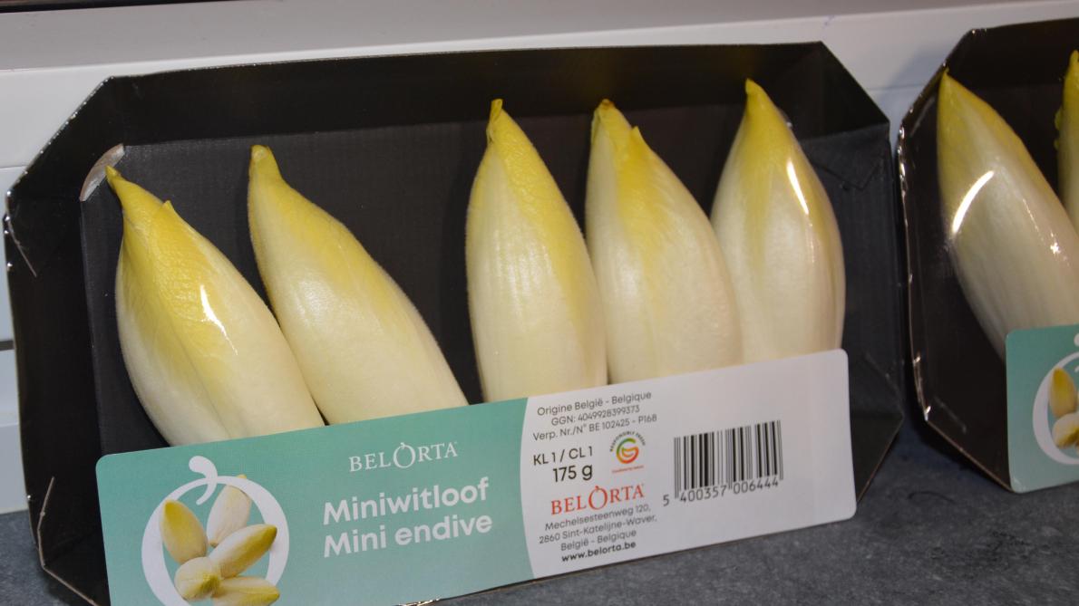 Het miniwitloof wordt in handige schaaltjes verpakt.