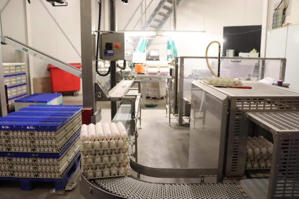 In het eierinpaklokaal weegt een Prinzen Ovograder de eieren en sorteert ze vervolgens op eigewicht. Nadien worden ze op de plastic trays gezet.