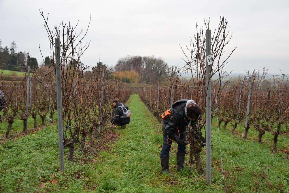 Momenteel worden de wijnstokken van wijndomein Entre-Deux-Monts gesnoeid.