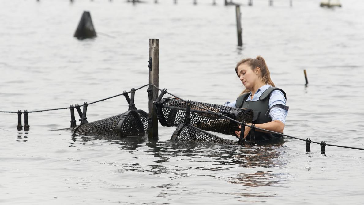 Kim inspecteert oestermanden in de Spuikom in Oostende.