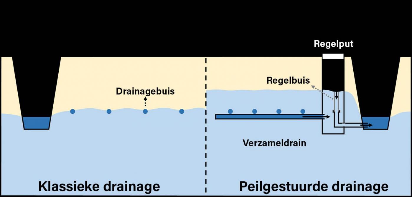 Figuur 1. Het verschil tussen klassieke drainage (links) en peilgestuurde drainage (rechts) in beeld. Via een regelput kan je het waterpeil via de drains aansturen.