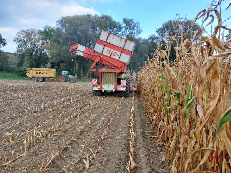 Typische kuilmaïsrassen hebben de laatste jaren weinig problemen met mechanische legering of stengelbreuk.
