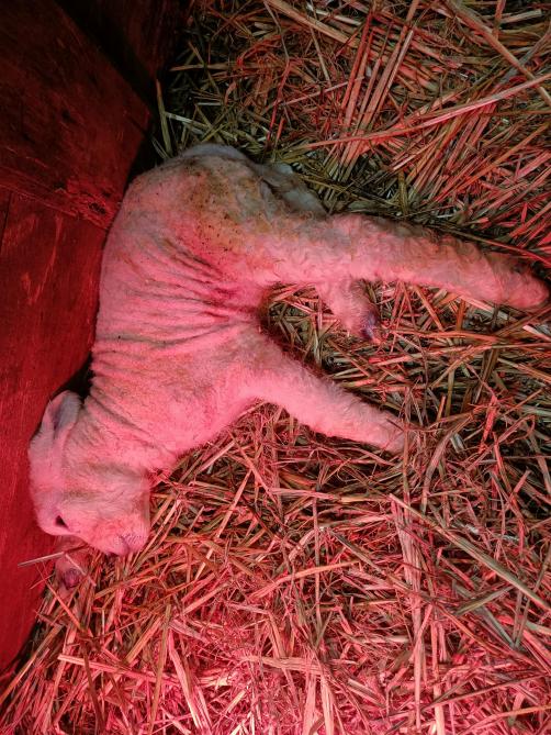 Zelfs na blauwtongvaccinatie in 2024 zagen we toch nog afwijkingen of doodgeboorten bij de vroege lammeren.