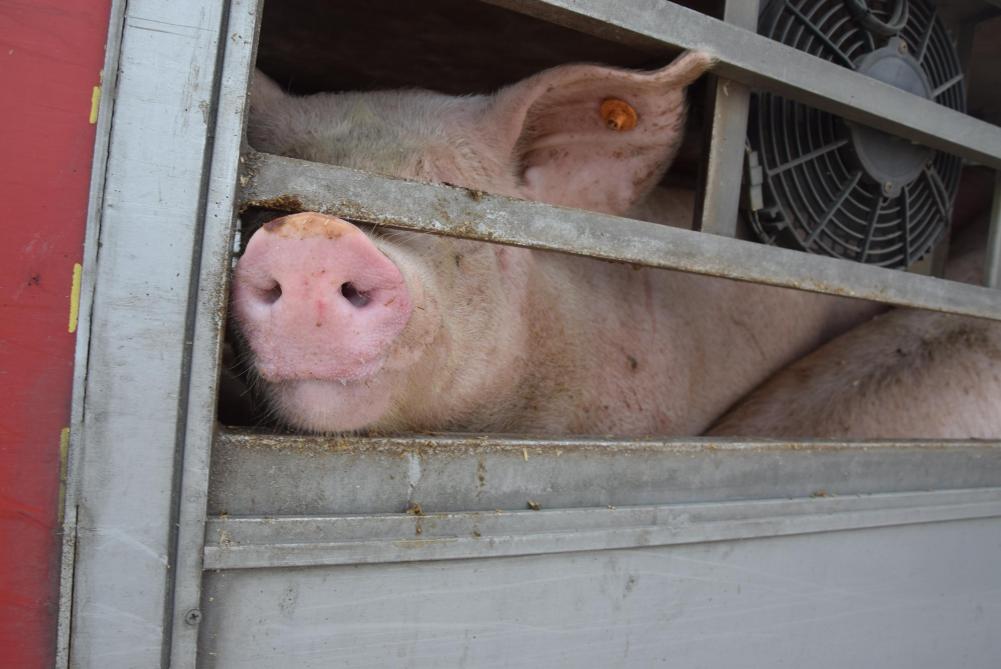 Anders dan in 2024 zijn er in 2025 minder zeugen aangeboden voor slacht.