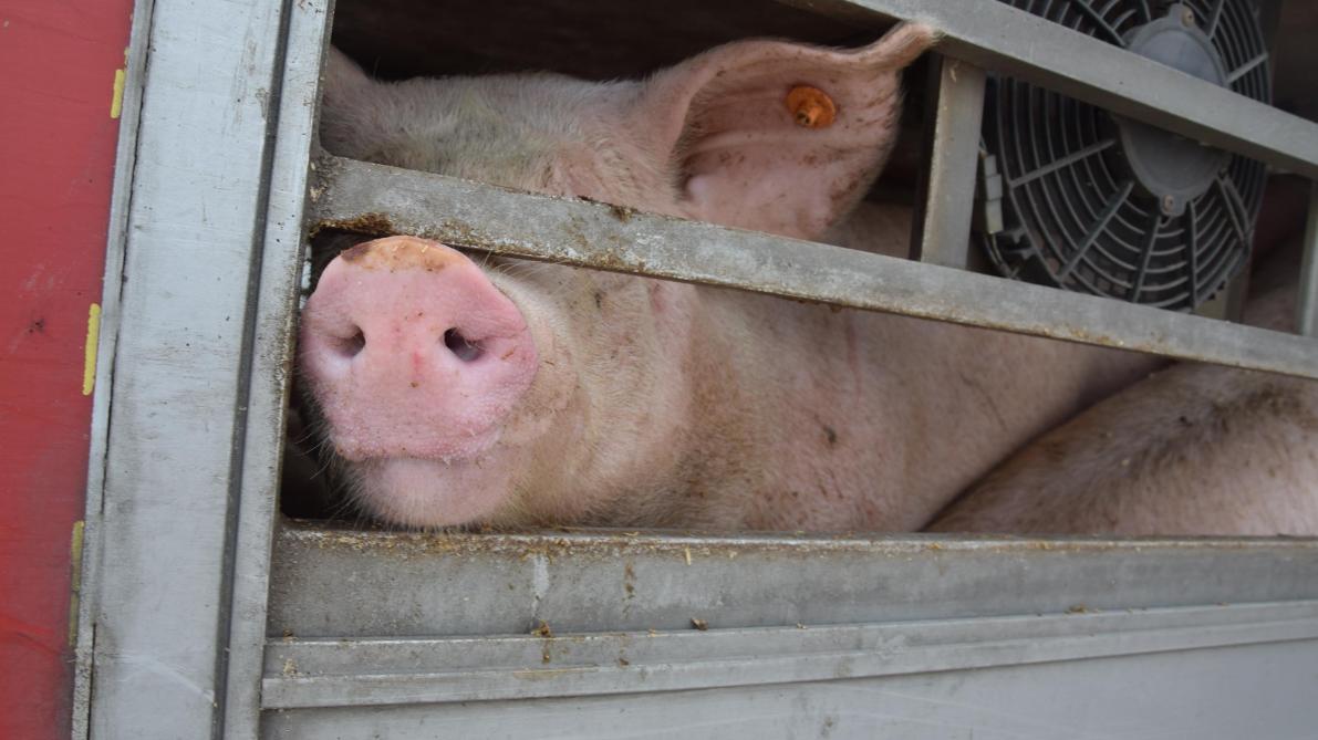 Anders dan in 2024 zijn er in 2025 minder zeugen aangeboden voor slacht.