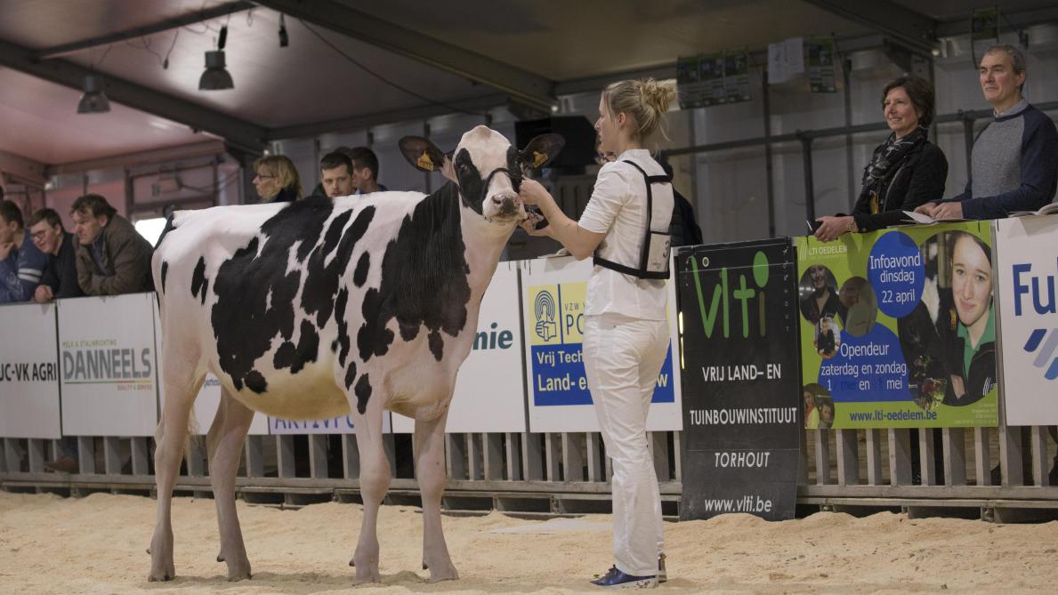 Op zaterdag 24 januari is er opnieuw de Jongveeshow op Agro-Expo.