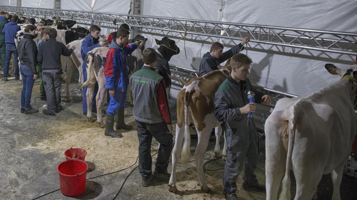 Op zaterdagvoormiddag 24 januari vindt de Juniorshow plaats.