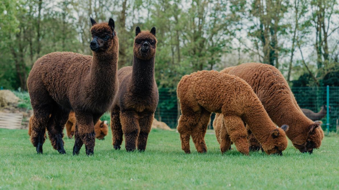 Ruwvoer van goede kwaliteit betekent doorgaans een combinatie van weidegras en hooi, waarbij rekening moet worden gehouden met seizoensschommelingen in voedingswaarde.