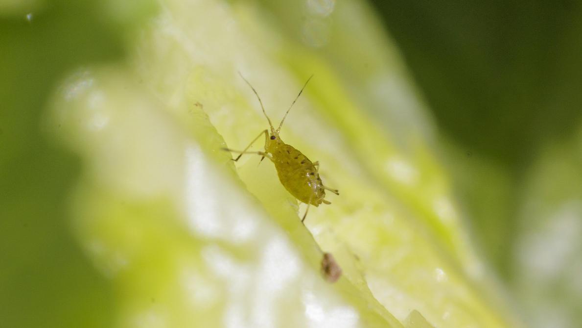 De slaluis ‘Nasonovia ribisnigri’ richt heel wat schade aan in slateelten.