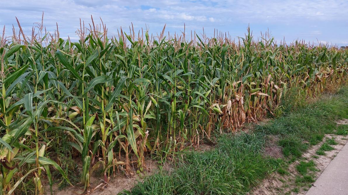 Er zitten duidelijke rasverschillen qua voederwaarde bij maïs.