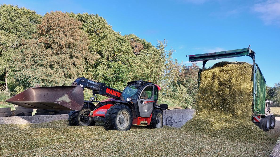 Bij de oogst wordt gemikt op een drogestofpercentage tussen de 32 en de 38%.