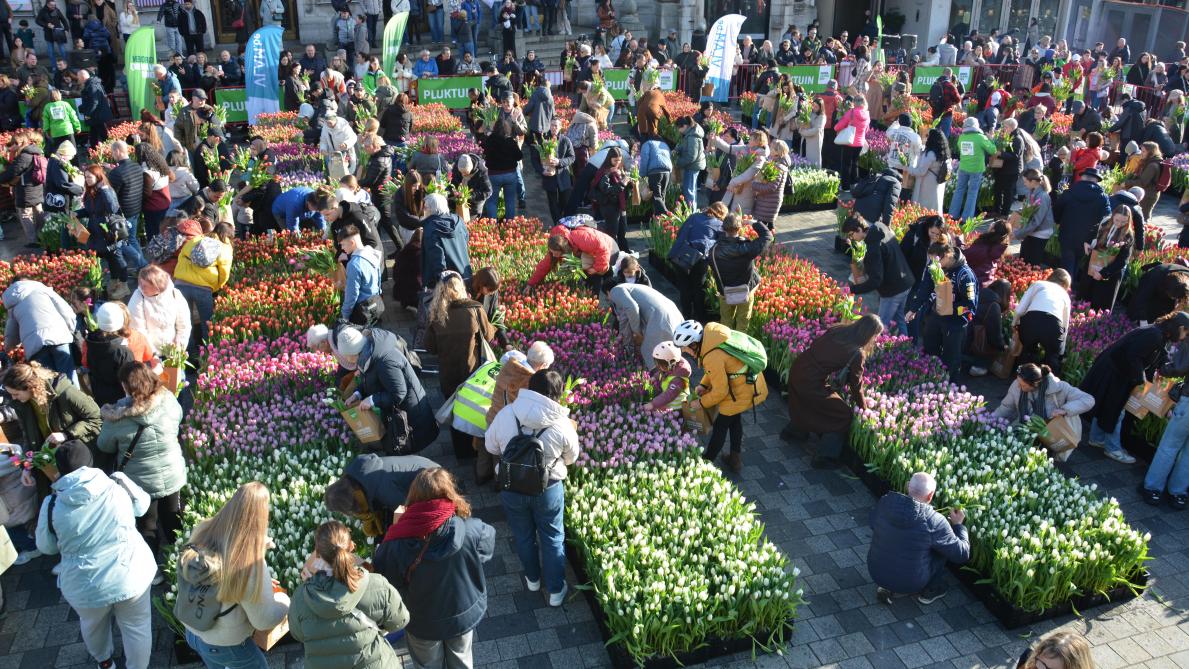 De 100.000 tulpen op het Operaplein kwamen net zoals de vorige jaren van Tuliflor, het bedrijf van tulpenteler Christoph Pieters.