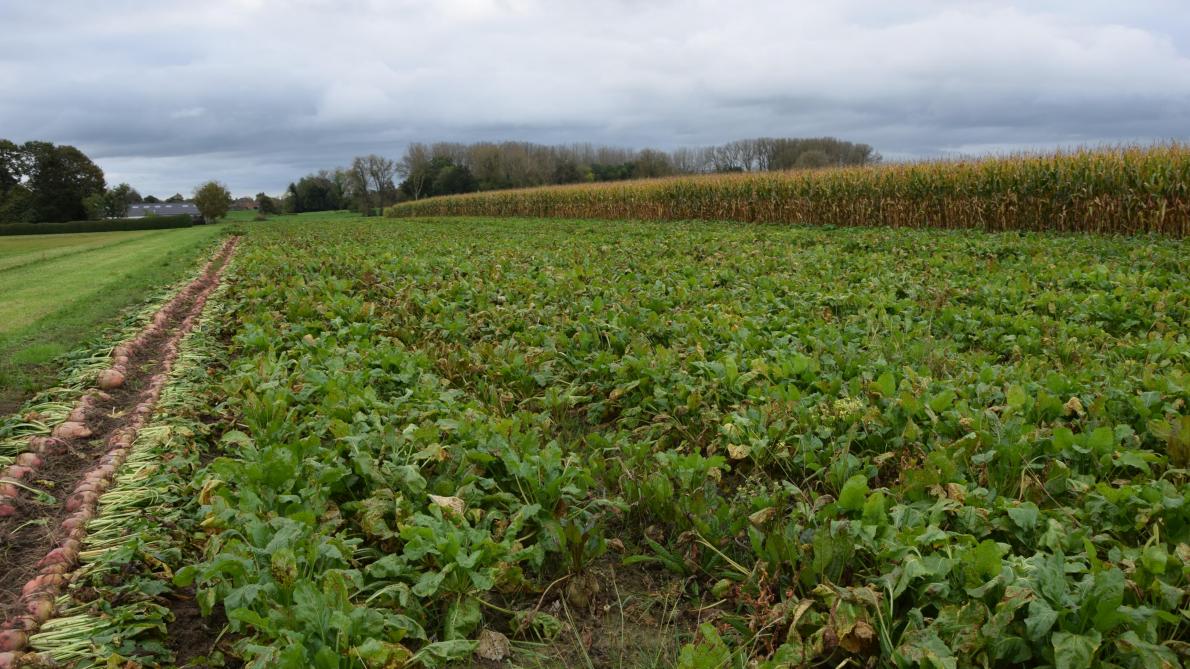 De voederbieten kenden vorig jaar wel wat stress door droogte en belagers.