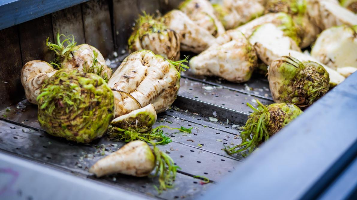 De opbrengsten en suikergehaltes lagen beduidend hoger dan vorig jaar.