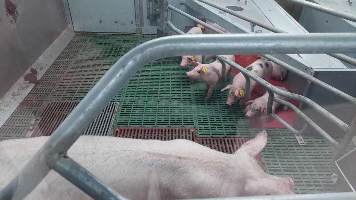 In de kraamstal werd bewust gekozen voor vrijloopkraamhokken.