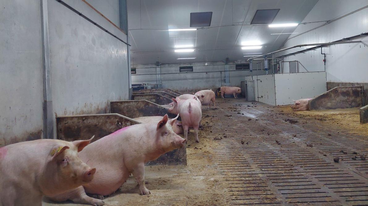 De ruime drachtigezeugenafdeling met achteraan het voerstation en het berenhok.