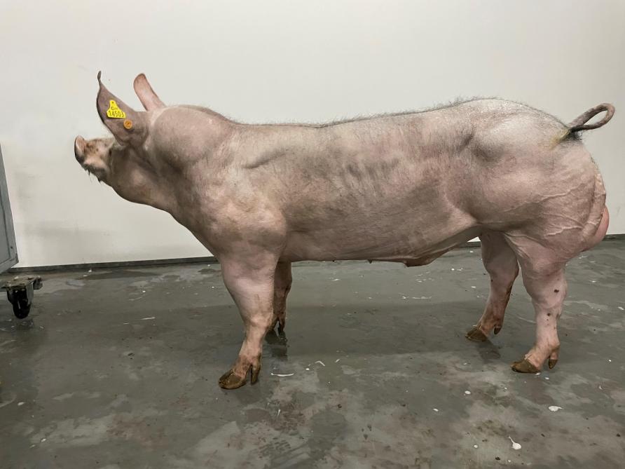 Beer Filemon van de Sluizenweg van fokker Marc Peters uit Millen en eigenaar KI Clincke in Ruiselede.