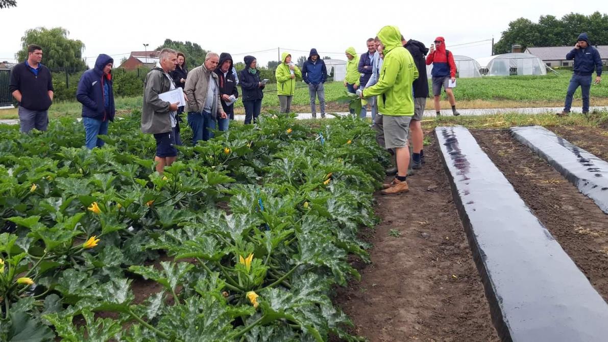 Inagro zal de folie uitvoerig testen in de teelten courgette, sla en tomaat.