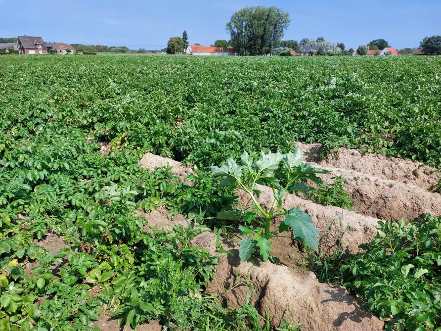 Doornappel moet verplicht bestreden worden alvorens deze in zaadproductie komt.