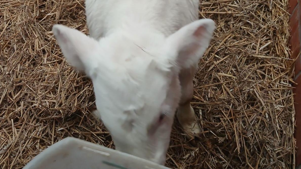 Door de problemen met oormerken staan er intussen in heel wat stallen kalfjes ouder dan 7 dagen zonder oormerk.