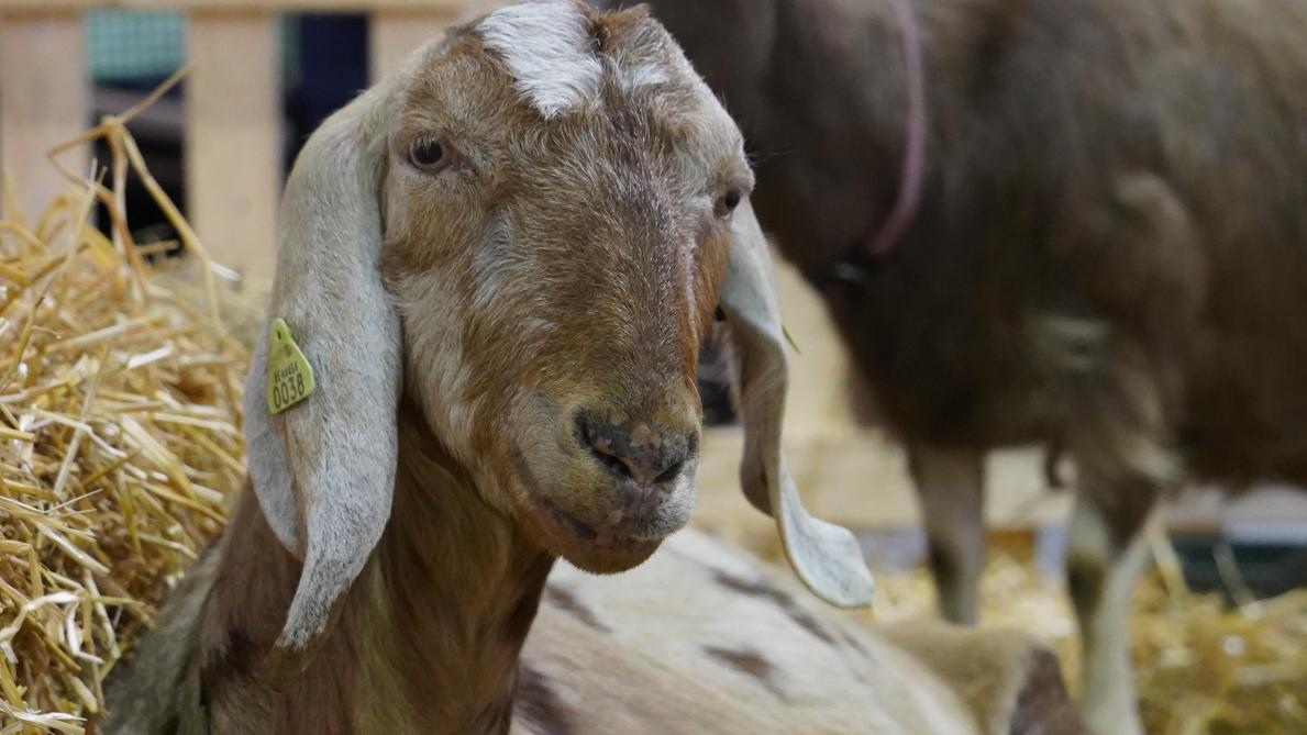 Deze editie zijn er geen veeprijskampen, maar de dierententoonstelling blijft aanwezig.