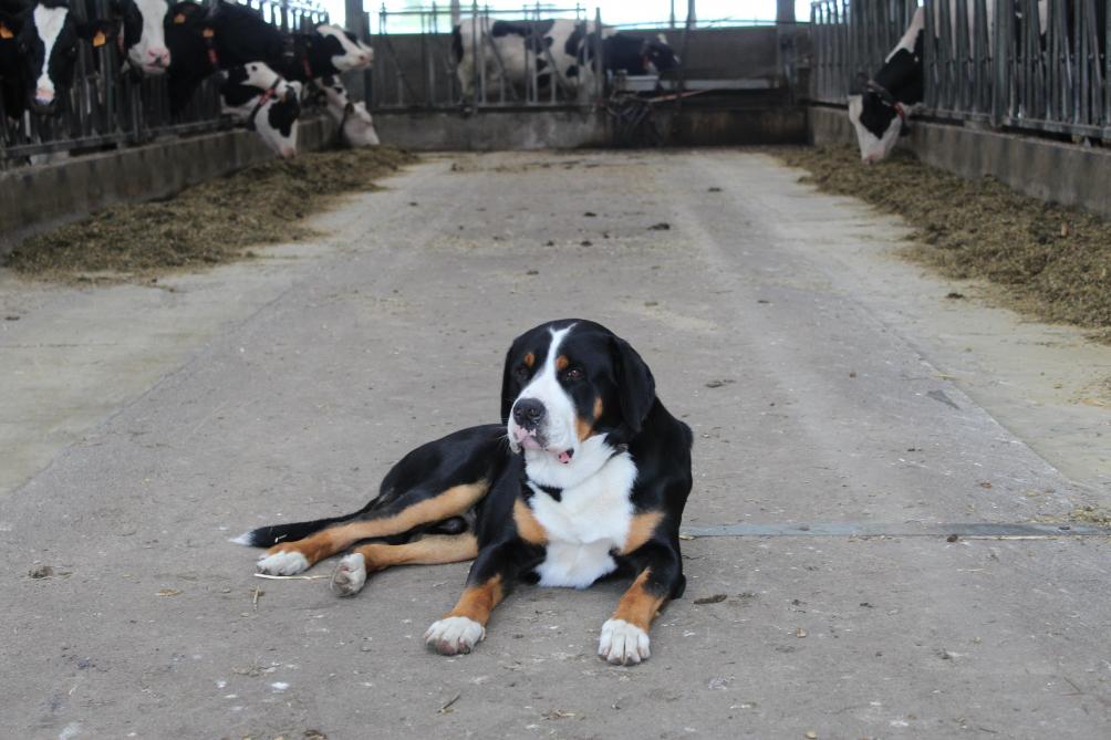 Wees als  erfbetreder  steeds op je  hoede voor  honden... ook  als ze er  vriendelijk  uitzien.