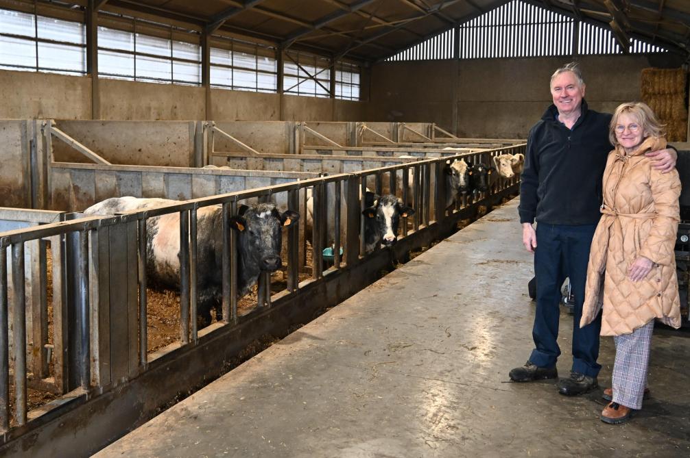 Paul Maesfrancx en Ann Coryn houden 60 runderen waarvan er 22 gaan kalven. Het eerste stierkalfje van 2026 werd begin februari geboren.