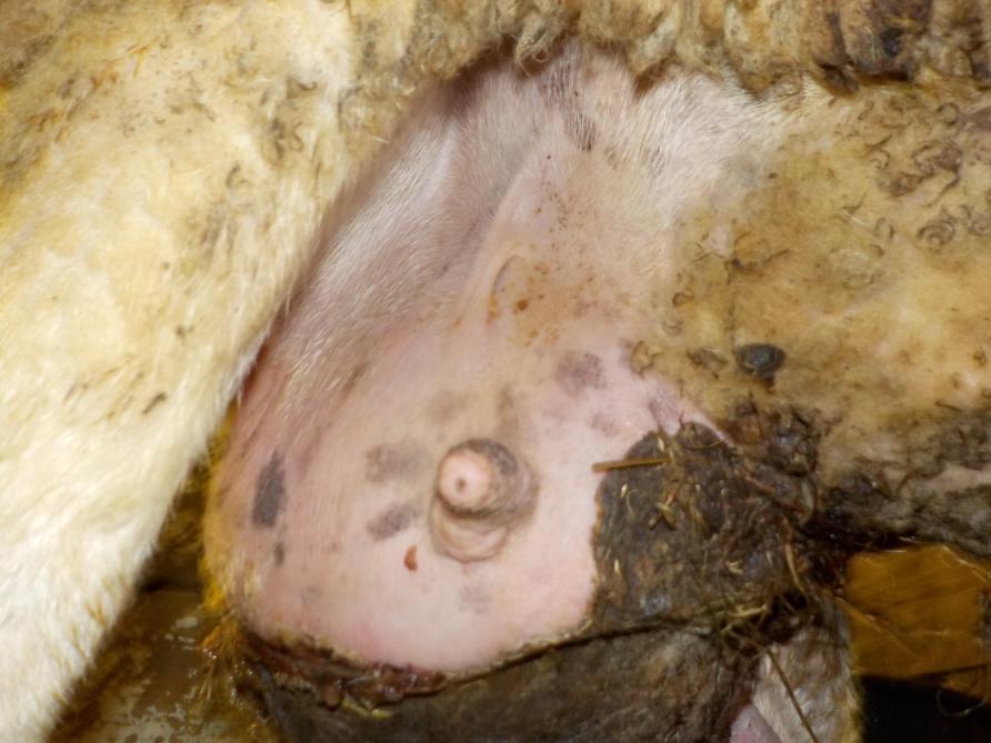 Bij blauwuier sterft een gedeelte van de uier af.