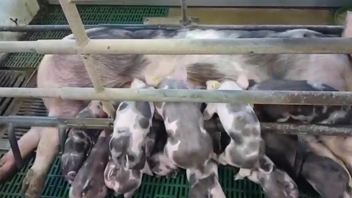 Een Bikky-worp die zware speengewichten opleverde bij fokker Dirk Van Stappen uit Nieuwkerken-Waas.