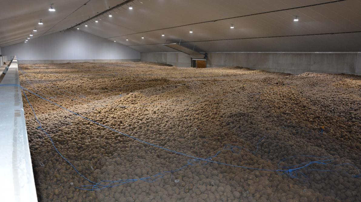 Zicht op de vorig jaar gebouwde bewaarloods, met een capaciteit van 7.000 ton aardappelen.