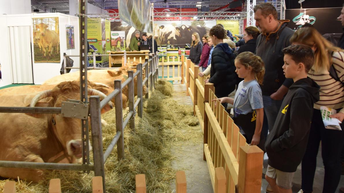Tijdens deze editie werden geen veeprijskampen georganiseerd. Slechte een beperkt aantal dieren waren tentoongesteld.