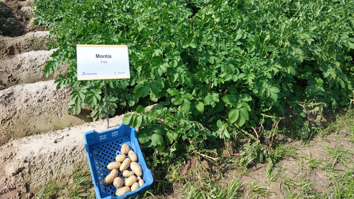 Een aantal rassen uit de proef hebben een duidelijk lagere stikstofbehoefte.