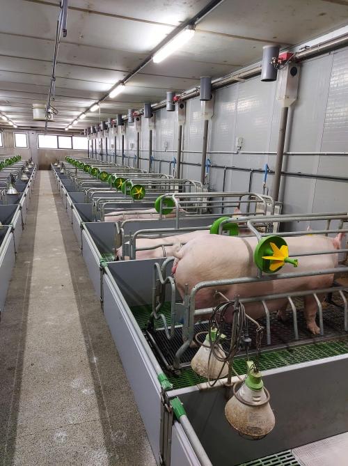 De verwachting is dat vergunningen op basis van doelsturing eerst mogelijk zullen zijn voor mechanisch geventileerde stallen.