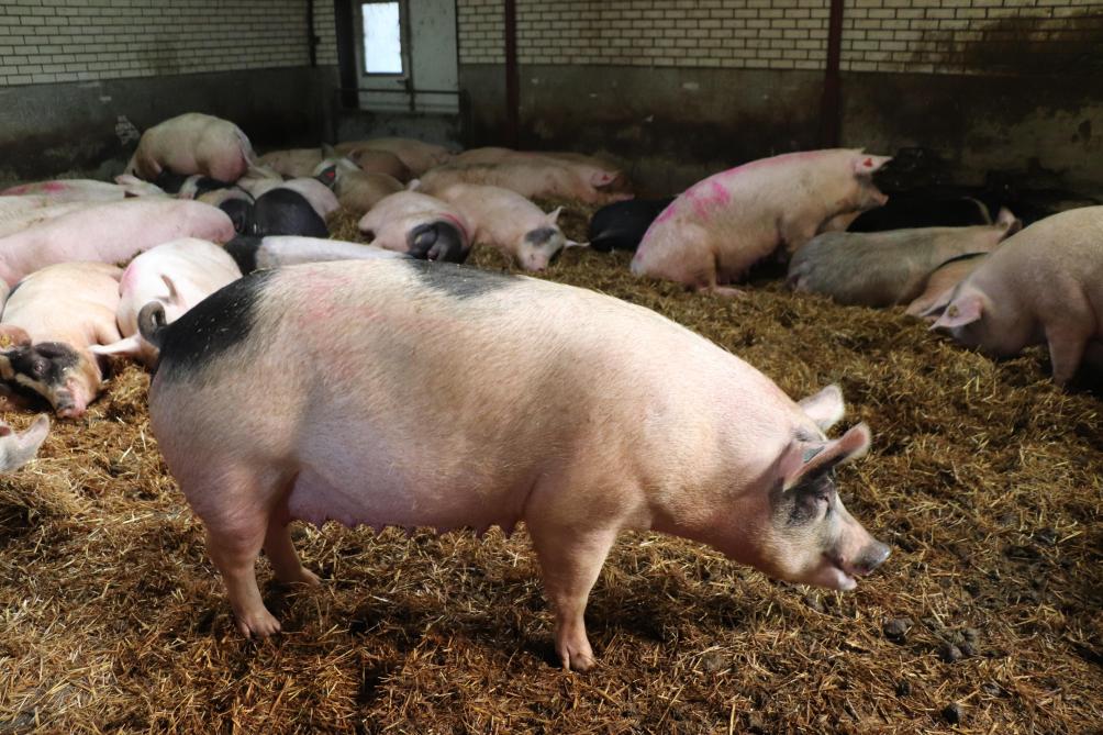 Op dit biologische bedrijf liggen alle dieren op stro. Dat kost natuurlijk zowel veel werk – zowel voor het instrooien als voor het uitmesten – als veel tijd.