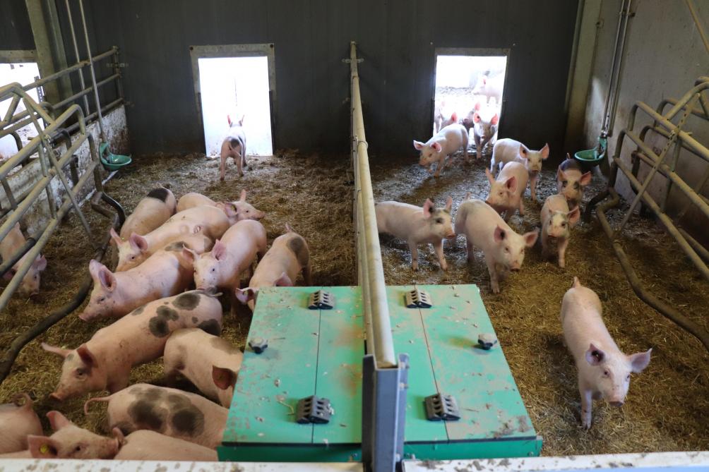 Gideon heeft 42 kraamopfokhokken. De biggen blijven er tot een leeftijd van 10 tot 12 weken. De zeug verhuist na 6 weken.