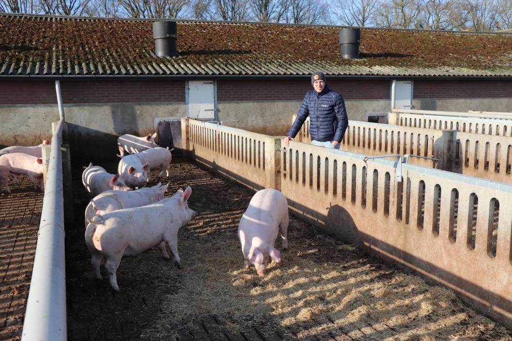 De technische resultaten bij de vleesvarkens zijn goed, met een voerconversie van 2,45 en een groei per dag van 923 g.