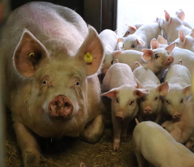 Gideon is ervan overtuigd dat een hoger aantal gespeende biggen realiseerbaar is.