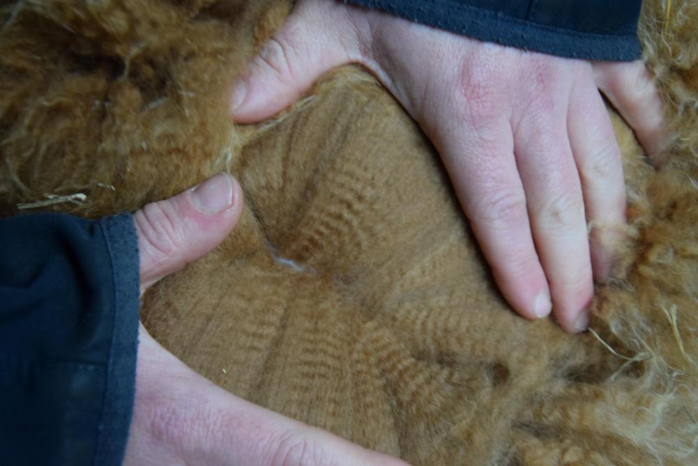 Alpacawol heeft een grote variatie in kwaliteit.