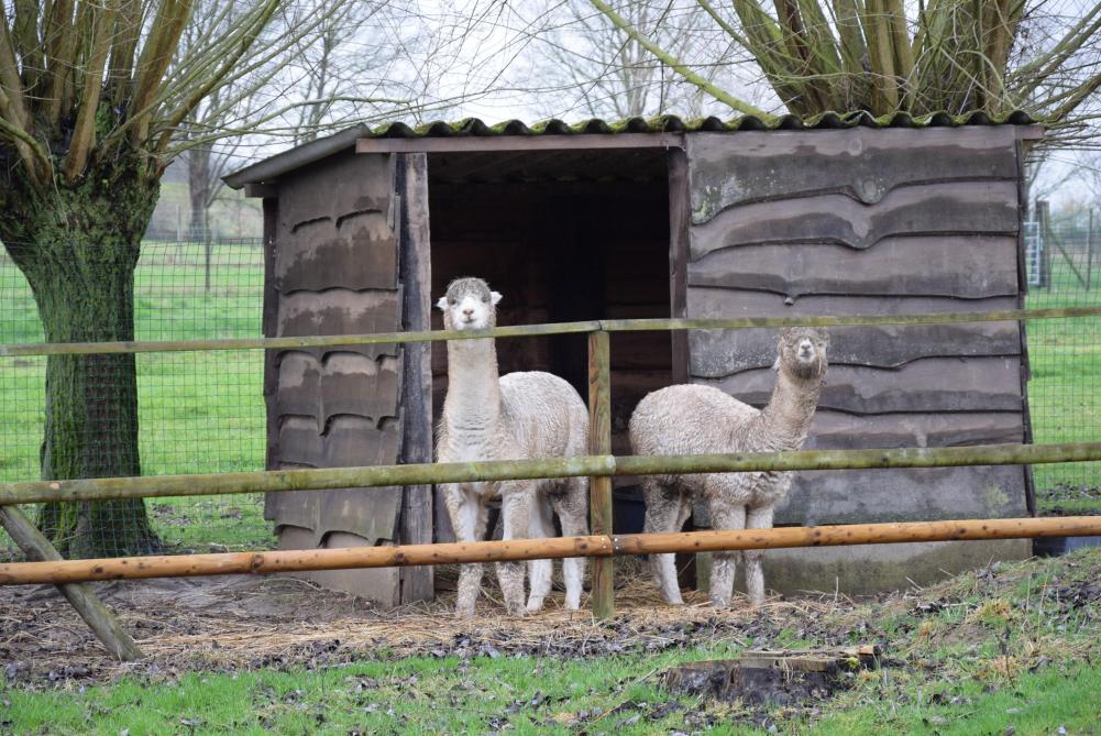 Een hengst is geslachtsrijp als hij 2 à 3 jaar oud is. De hengsten verblijven op aparte weides.