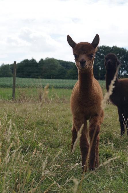Een gezond veulen of cria groeit ongeveer een kilogram per week.
