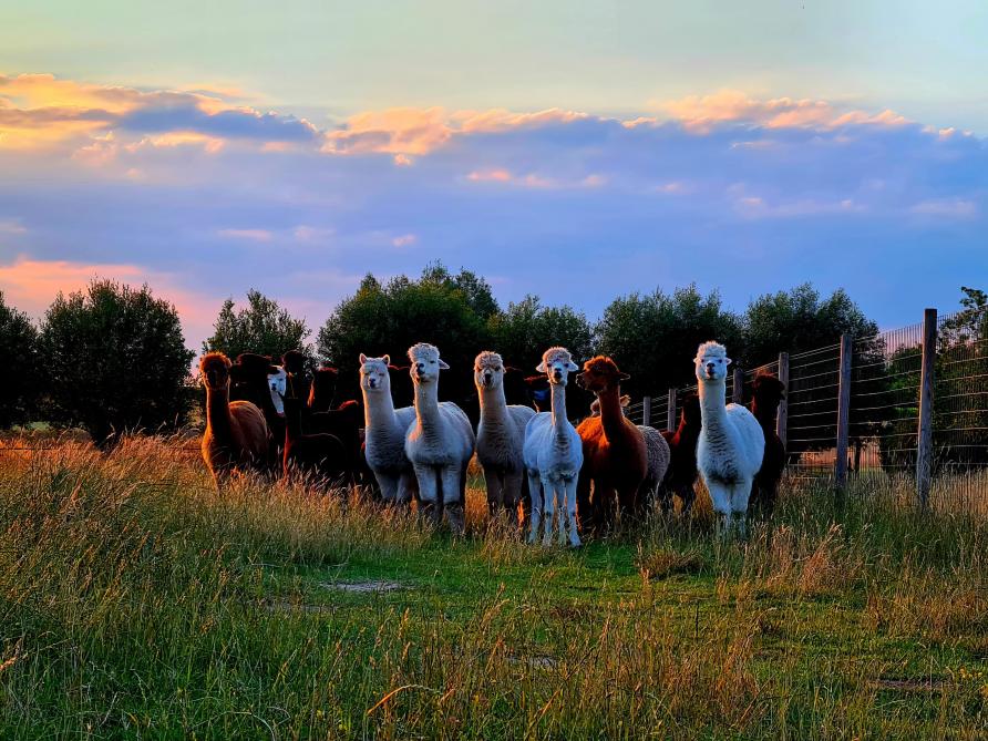 Zowat 90% van de wereldwijde alpacapopulatie is van het huacaya-type.