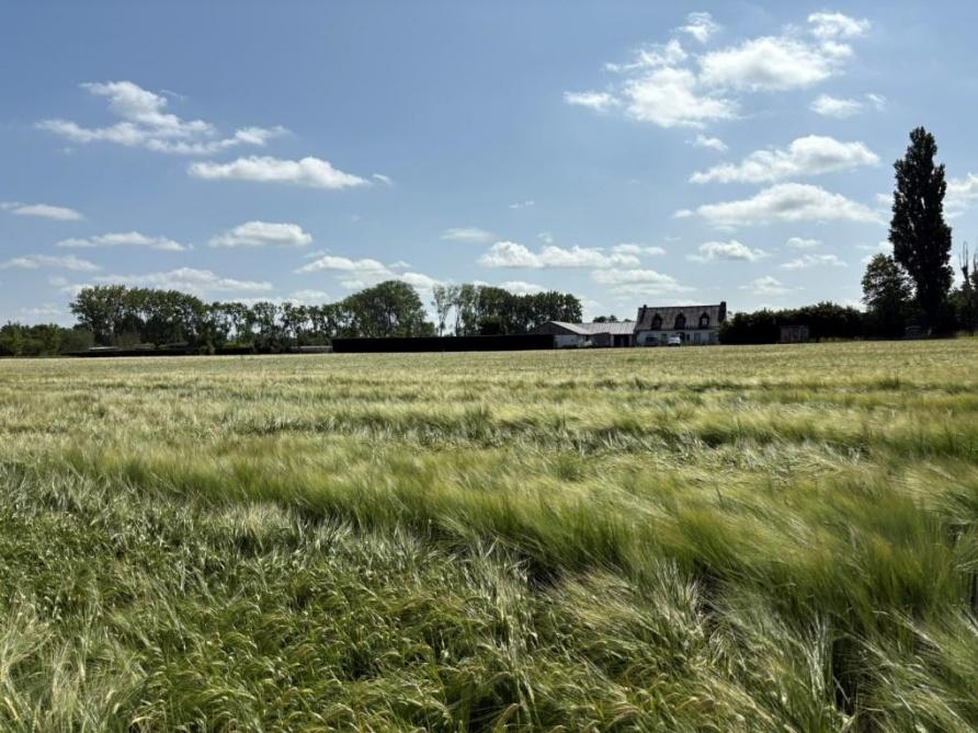Zomerbrouwgerst telen kan in Vlaanderen, op voorwaarde dat er aandacht is voor rassenkeuze, correcte bemesting en een doordachte teeltstrategie.
